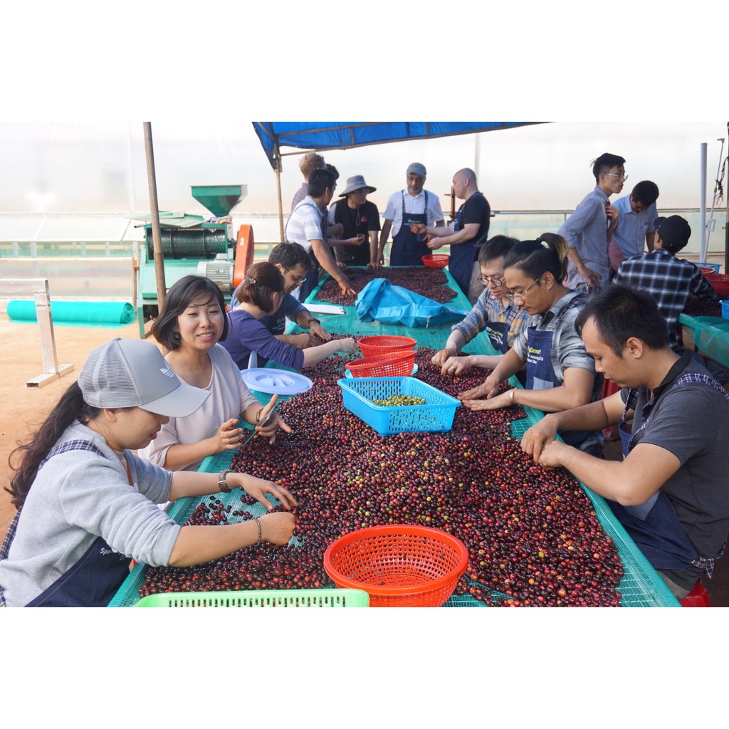 Fine Robusta Cà phê nguyên chất C.O.C Saigon chuyên pha phin, pha máy, pour over