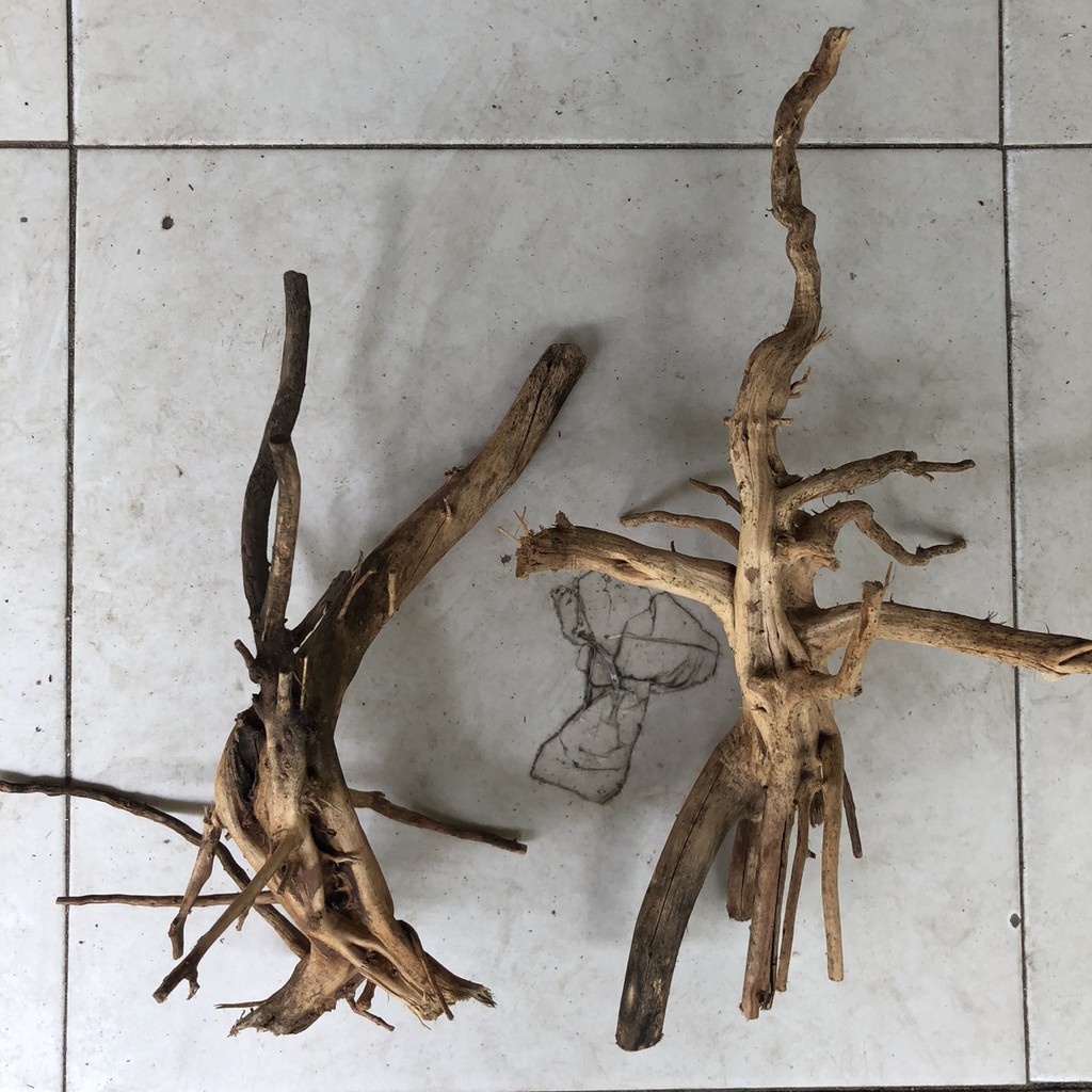 Lũa thủy sinh size vừa (loại tốt)