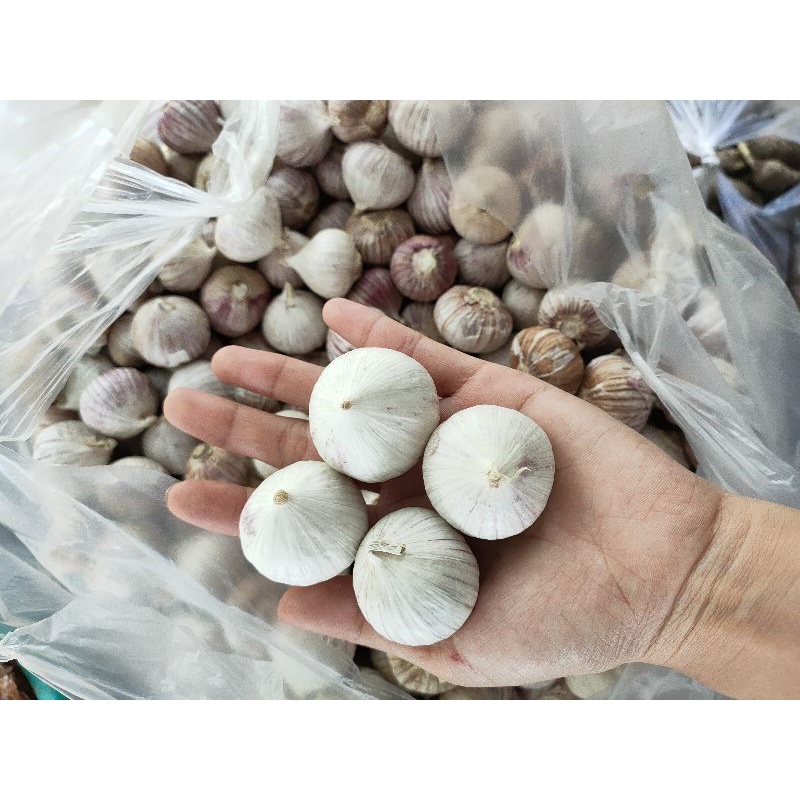 Tỏi cô đơn 1kg size lớn