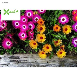 🍀HẠT GIỐNG MƯỜI GIỜ CHÂU PHI🍀 CÚC CẦU VỒNG MIX SIÊU DỄ TRỒNG