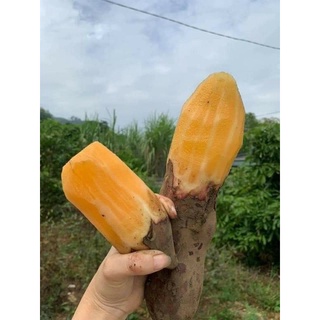 KHOAI SÂM ĐẤT TÂY BẮC