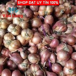 500g Hành Khô củ to đều thơm ngon - hành khô loại 1