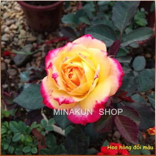 Hoa hồng đổi màu cực hot MinaKun Shop