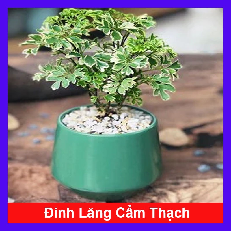 Cây Đinh Lăng Cẩm Thạch - cây cảnh để bàn - caykiengsadec