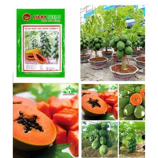 Hạt Giống Đu Đủ Lùn Ruột Gấc Ngân Lượng 3 Hạt