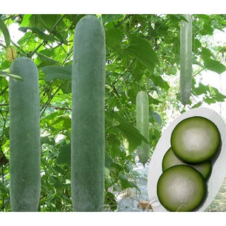 Hạt giống Bí sặt