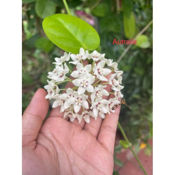Cây hoa Cẩm Cù australis_giống leo rất khoẻ, sai hoa