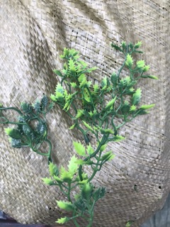 Cỏ điểm nhựa