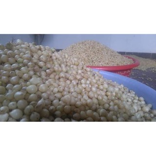500g  hành tăm nghệ an