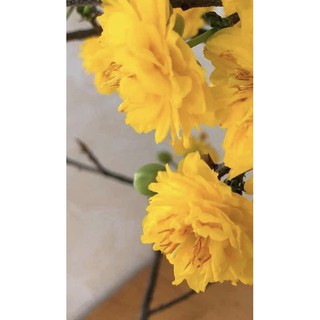 Hoa mai cúc Rồng bay_cây ghép