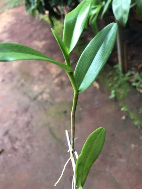 1 cây lan bạch câu con