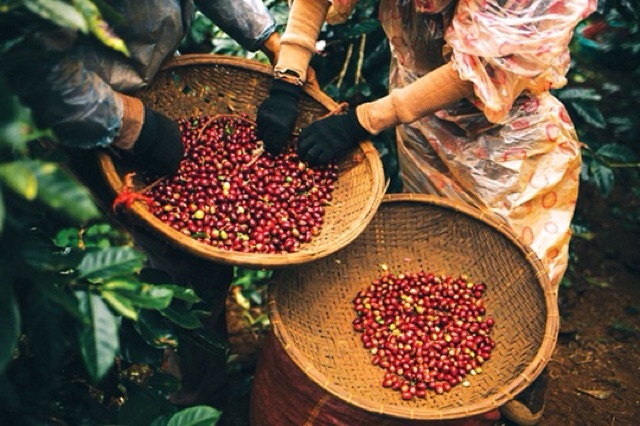 100g BỘT CÀ PHÊ NGUYÊN CHẤT TẨY TẾ BÀO CHẾT TRẮNG DA Handmade | BigBuy360 - bigbuy360.vn