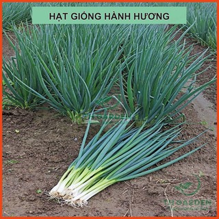 [Hoàn Xu] 10gr Hạt Giống Hành Hương (Hành Lá) Cao Sản - Rất Dễ Trồng Tại Nhà - Học Viện Nông Nghiệp Việt Nam