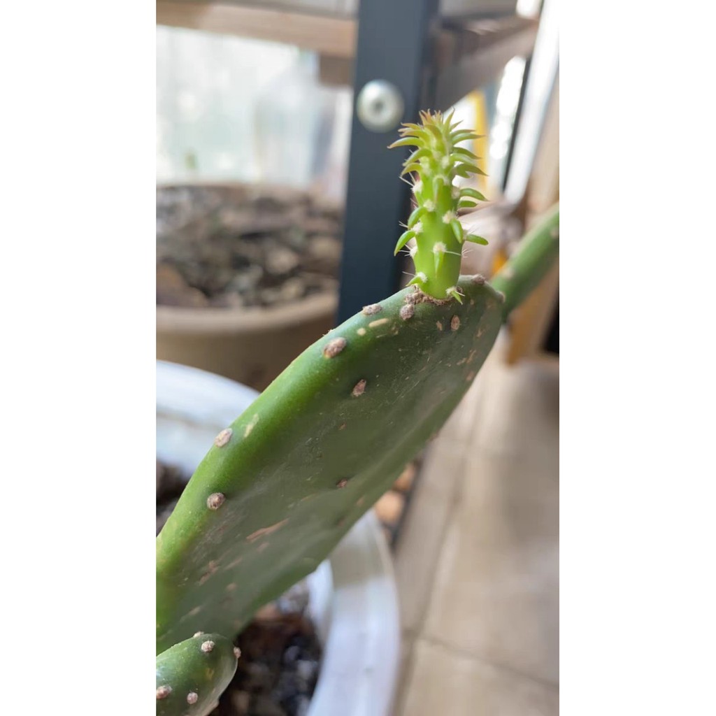 Xương rồng tai thỏ chậu 4 cây