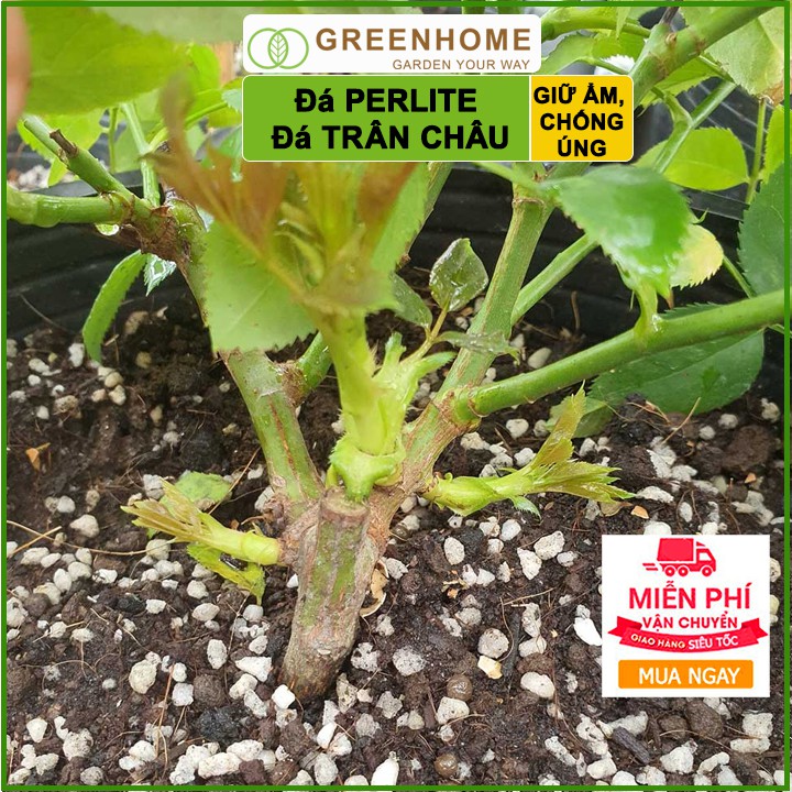 Đá Perlite, bao 2kg, đá trân châu trồng hồng, sen đá, thuỷ canh giàu khoáng chất, tăng độ tơi xốp trong đất |Greenhome