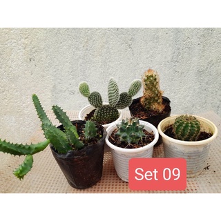 Set 5 xương rồng mini (giao ngẫu nhiên) Hoa Đá BMT