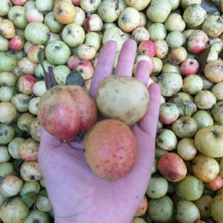 3kg táo mèo tươi