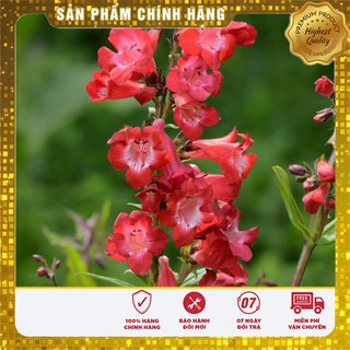 Hạt giống hoa son môi đỏ hat giong hoa vườn nhà