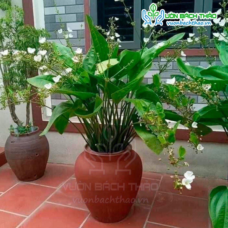 Bụi cây bách thủy tiên trồng được dưới nước dễ trồng dễ chăm - Cây Hoa Việt