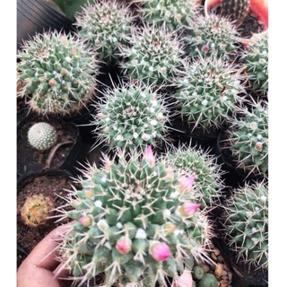 Xương rồng Sầu riêng