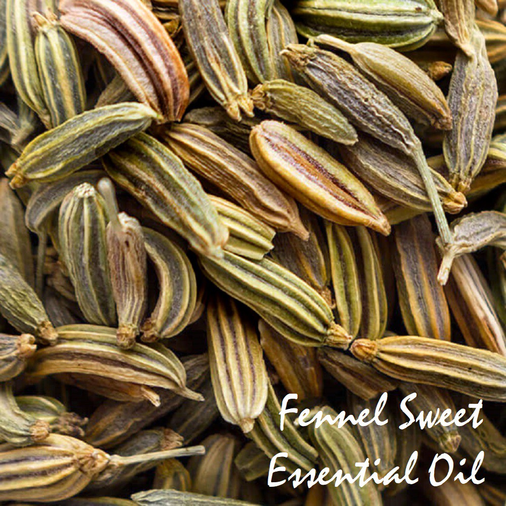Tinh dầu Tiểu hồi Sweet Fennel Essential Oil (Thì là Tây)