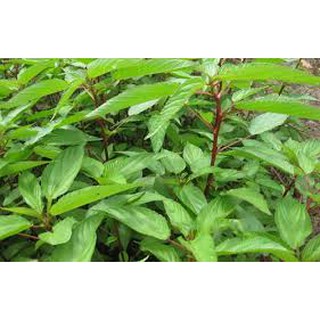 HẠT GIỐNG RAU ĐAY ĐỎ CAO SẢN.