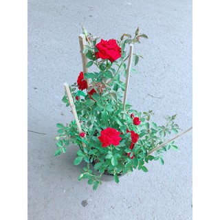 [Cây giống hoa] Hồng siêu nụ màu đỏ size chậu C10