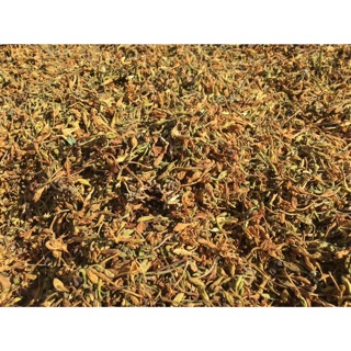 0,5kg hoa đu đủ đực khô