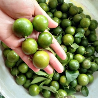 Trái tắc tươi - chỉ giao tphcm