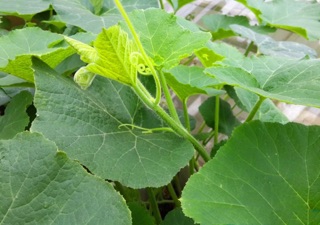 Bí đỏ ăn bông- ăn đọt - 20gram