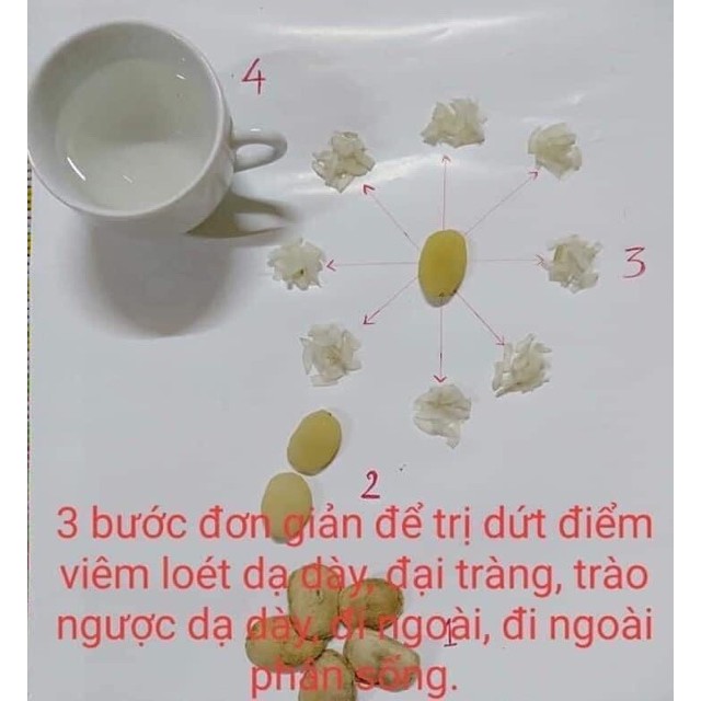 HẠT SÀNH 🎁FREE SHIP🎁  YÊN BÁI TRỊ DẠ DÀY, ĐẠI TRÀNG