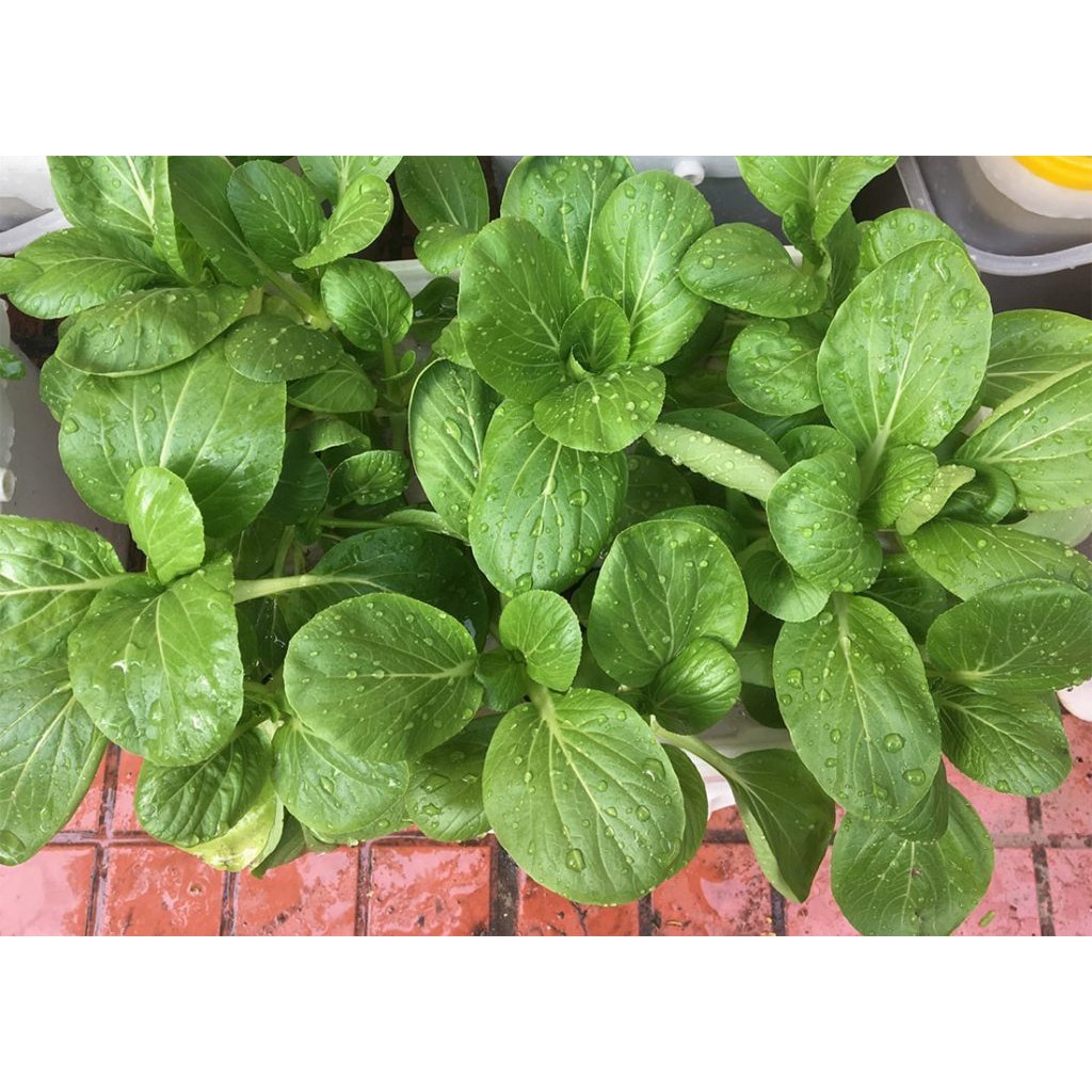 Hạt Giống Rau Cải Ngọt F1 Loại năng xuất cao, dễ trồng, kháng sâu bệnh [ Gói 200 gram, 500gram, 1kg]
