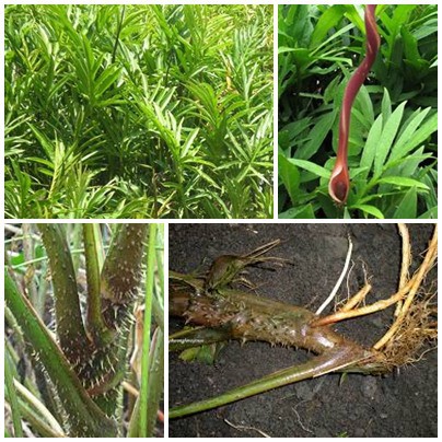 Củ mướp gai phơi khô 1 ký sản phẩm nhà làm sạch sẽ