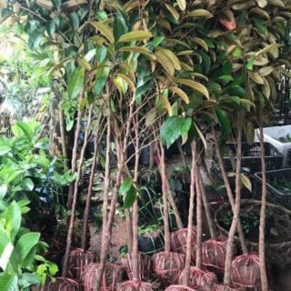 Combo bưởi ,vú sữa,sầu riêng