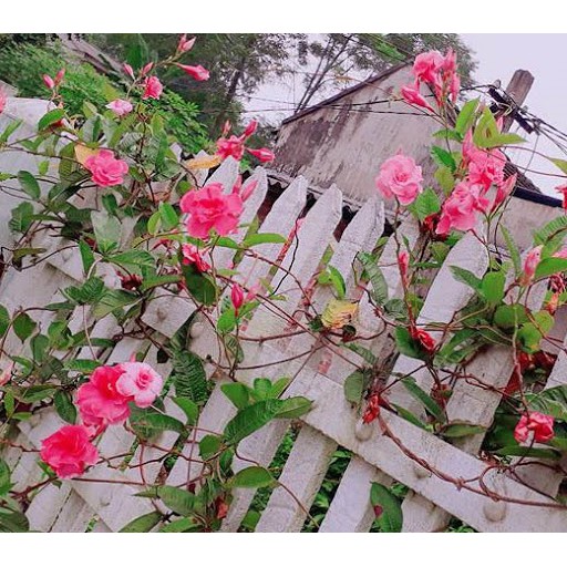 1 CHẬU cây hoa Hồng Anh CÁNH KÉP GIỐNG leo cho tường nhà rực rỡ sắc hoa, MIIXX MÀU