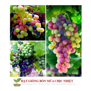 Gói 10 hạt giống nho cầu vồng