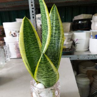 Lưỡi hổ Thái trồng thủy sinh