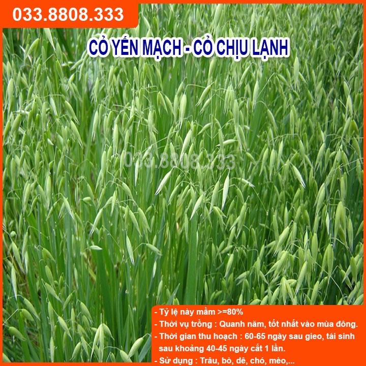 Hạt Giống Cỏ Yến Mạch 300g – Hạt Giống Cỏ Chăn Nuôi Chịu Lạnh Tốt - Chăn Nuôi Gia Súc Lớn và có thể dùng nuôi mèo