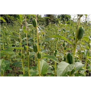 Hạt mè đen 1kg, 500g