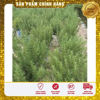 Hạt Giống Cây Hương Thảo 10 Hạt