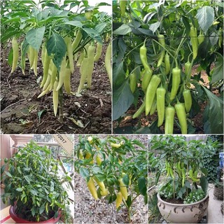 1g Hạt giống Ớt Sừng Vàng 
