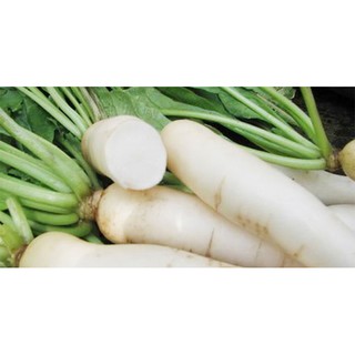 HẠT GIỐNG CỦ CẢI TRẮNG