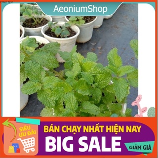 Cây Bạc hà Sả Chanh _ LEMON BALM 💪
