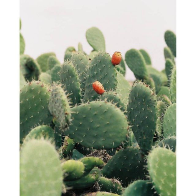 TẨY DA CHẾT HUXLEY MINI