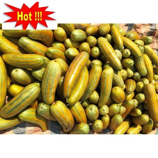 Gói 5 hạt giống dưa gang cao sản