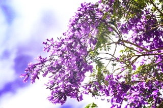 Cây phượng tím