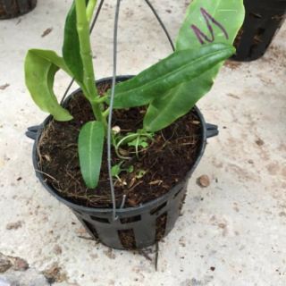 Hoa phong lan  cẩm cù chậu phi 12