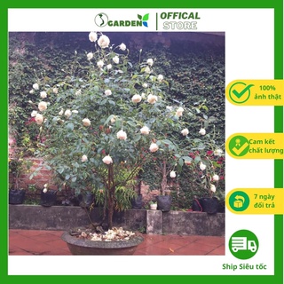 Cây hồng bạch ho, giống hoa hồng cổ, hoa hồng trắng, thơm cao khoảng 30-40 cm