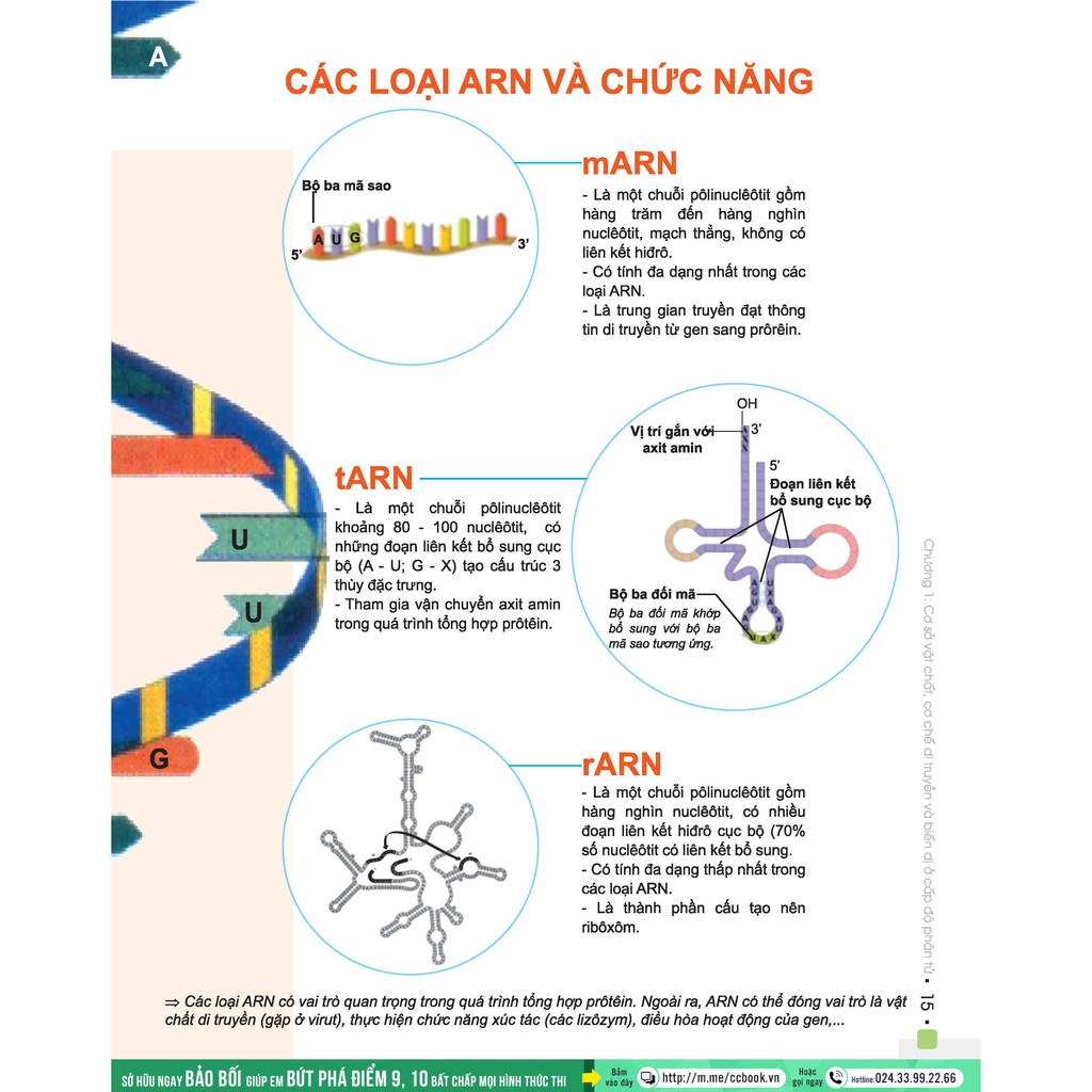 Sách - Đột phá 8+ môn Sinh học (tái bản 2020)