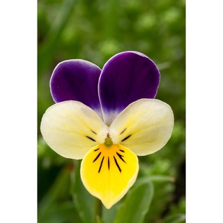 HẠT GIỐNG HOA PANSY MIX